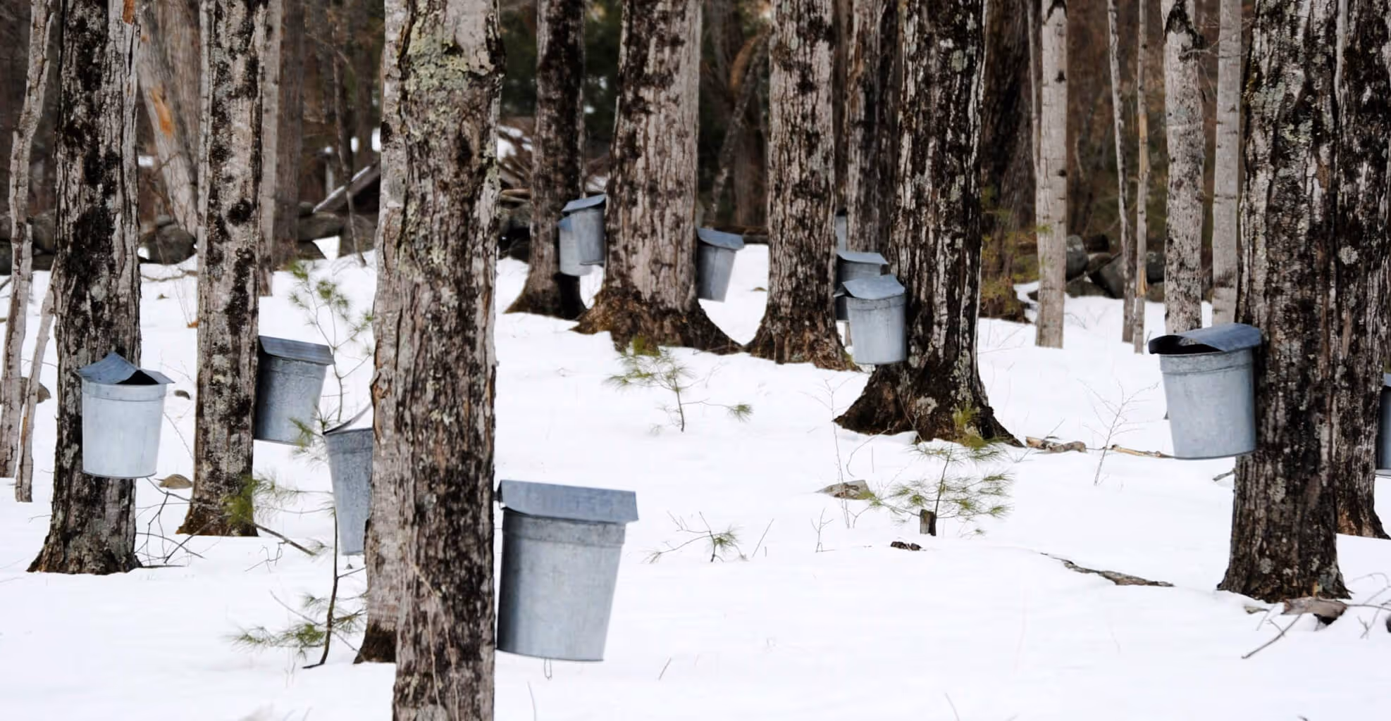 Maple syrup farm with collection buckets on trees in snowy landscape