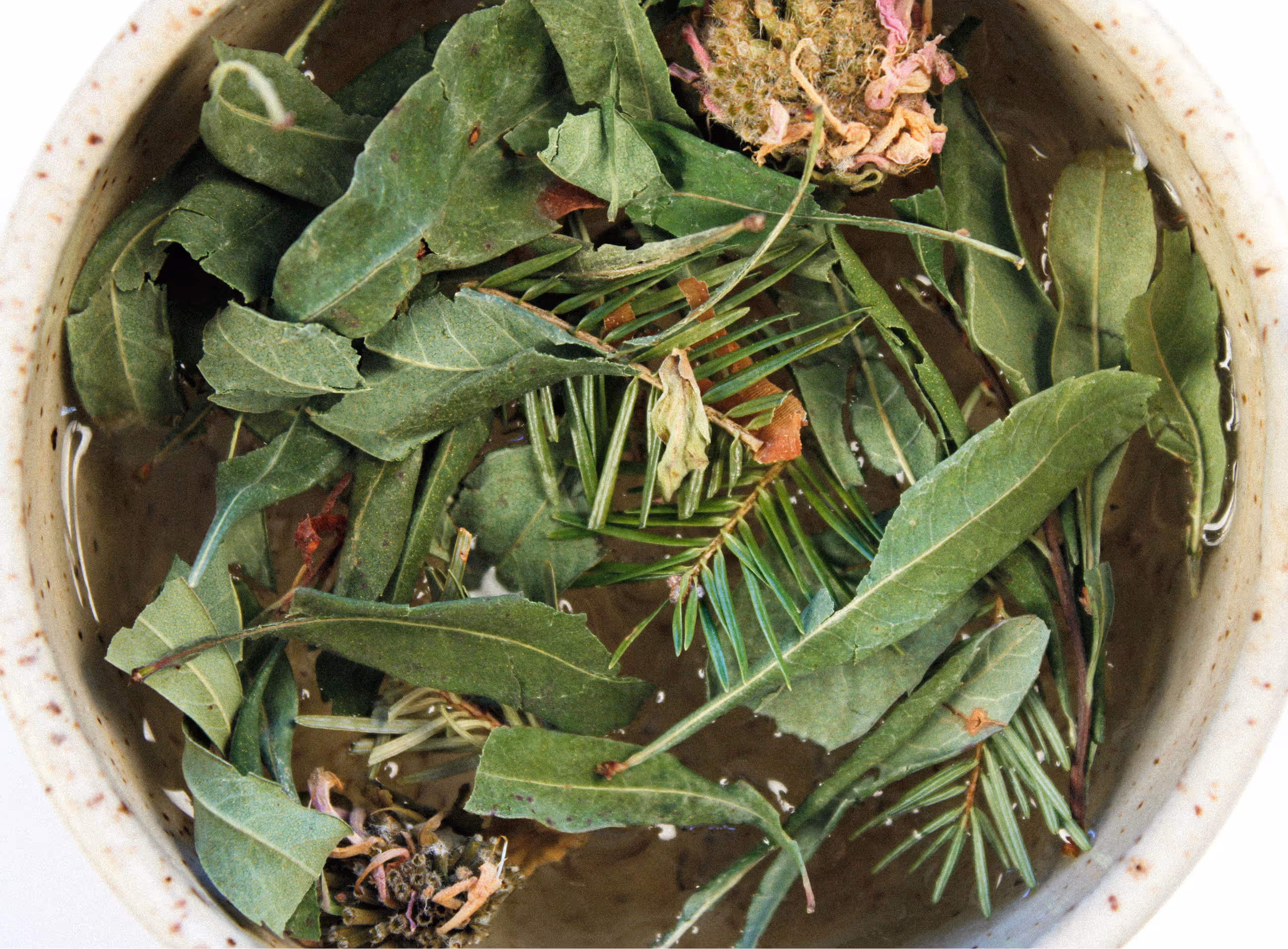 Close up of tea leaves