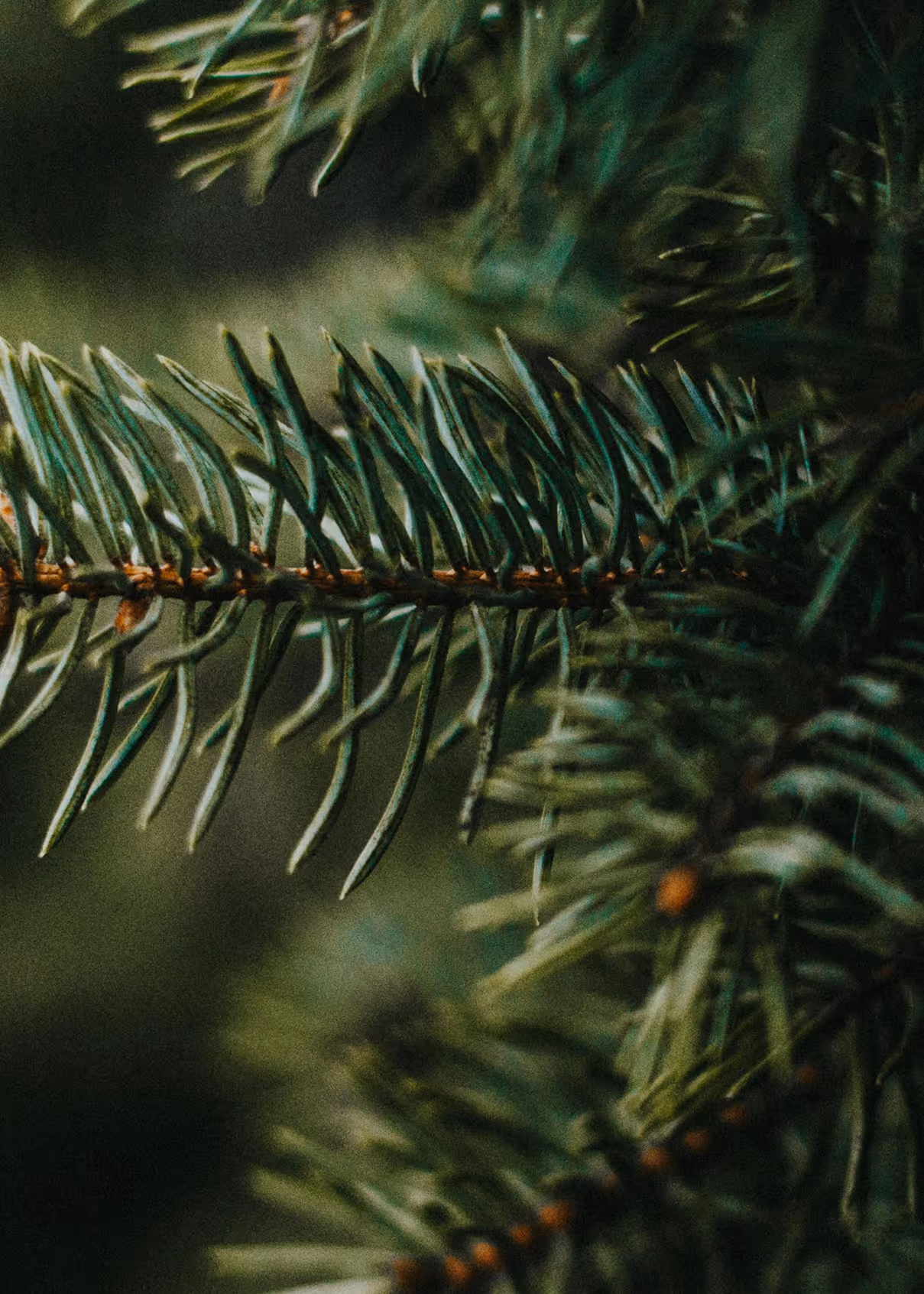Close up of balsam fir.