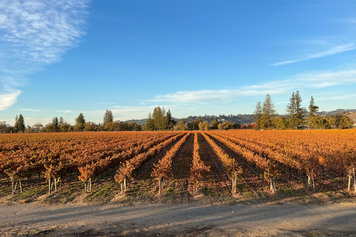 Wine Country Living | In-Between Drinks Lifestyle June Newsletter