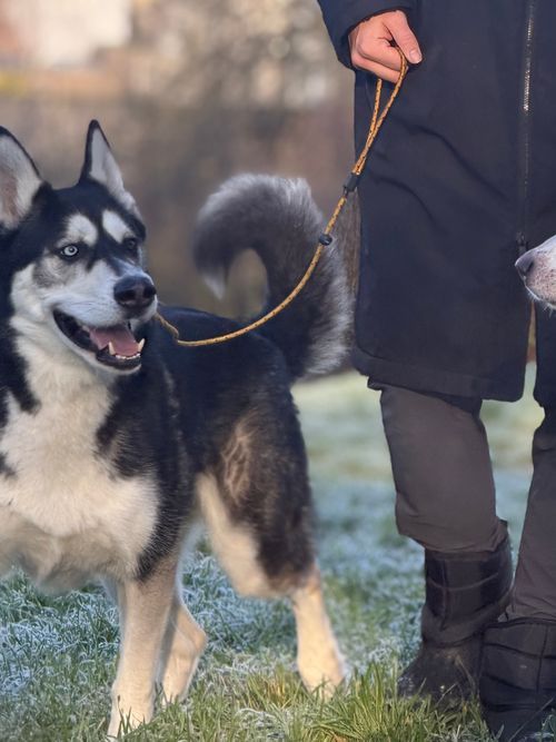 A husky on a loose lead