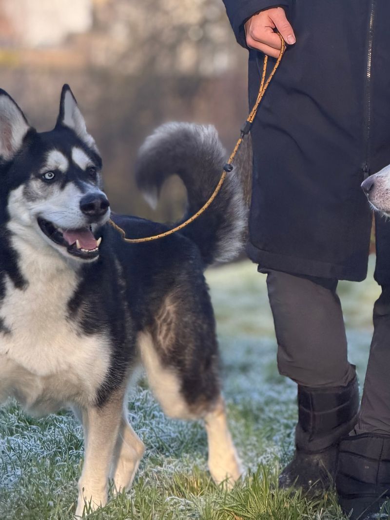 A husky walking on a loose lead