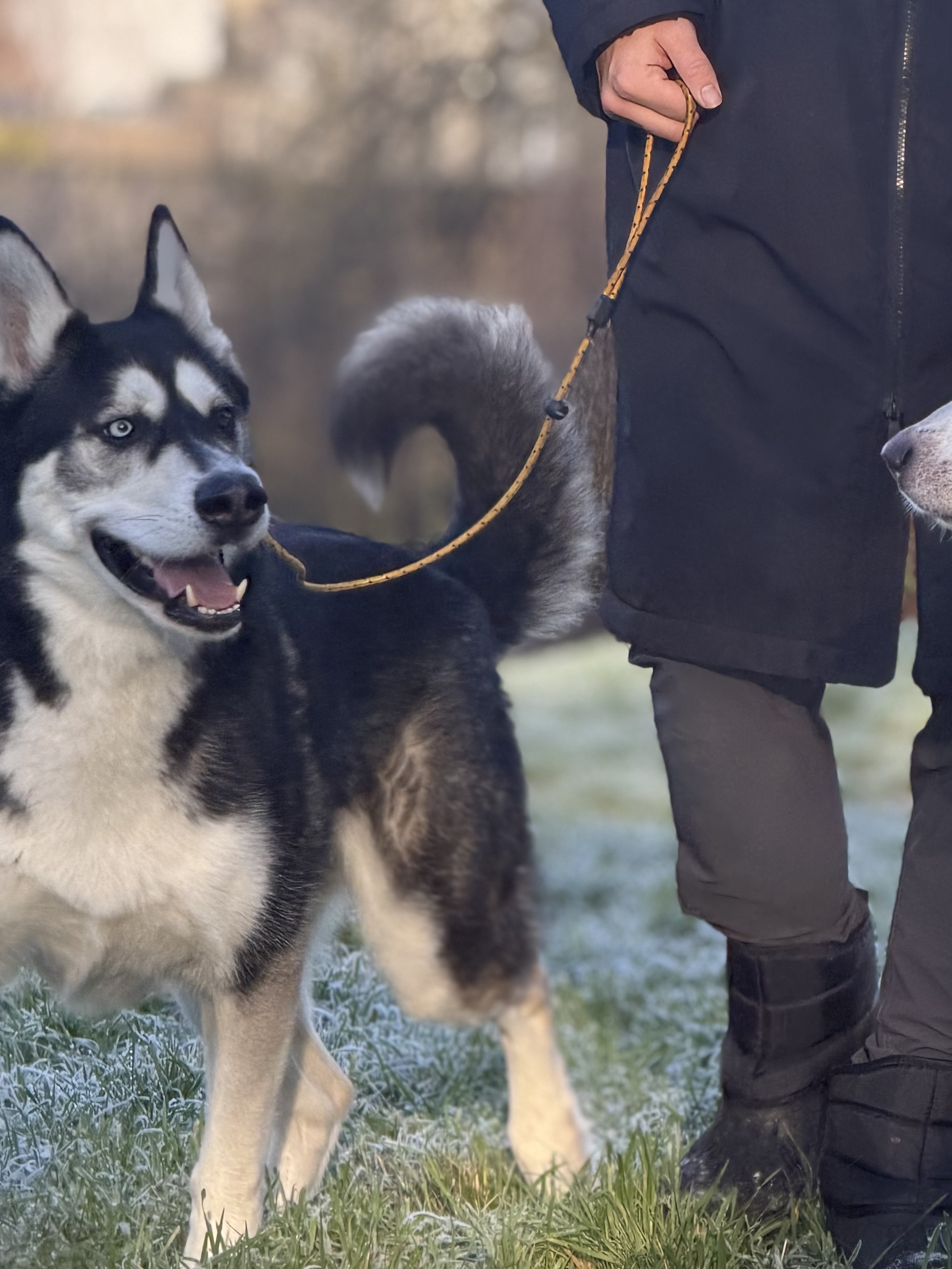 Dog pulling on leash
