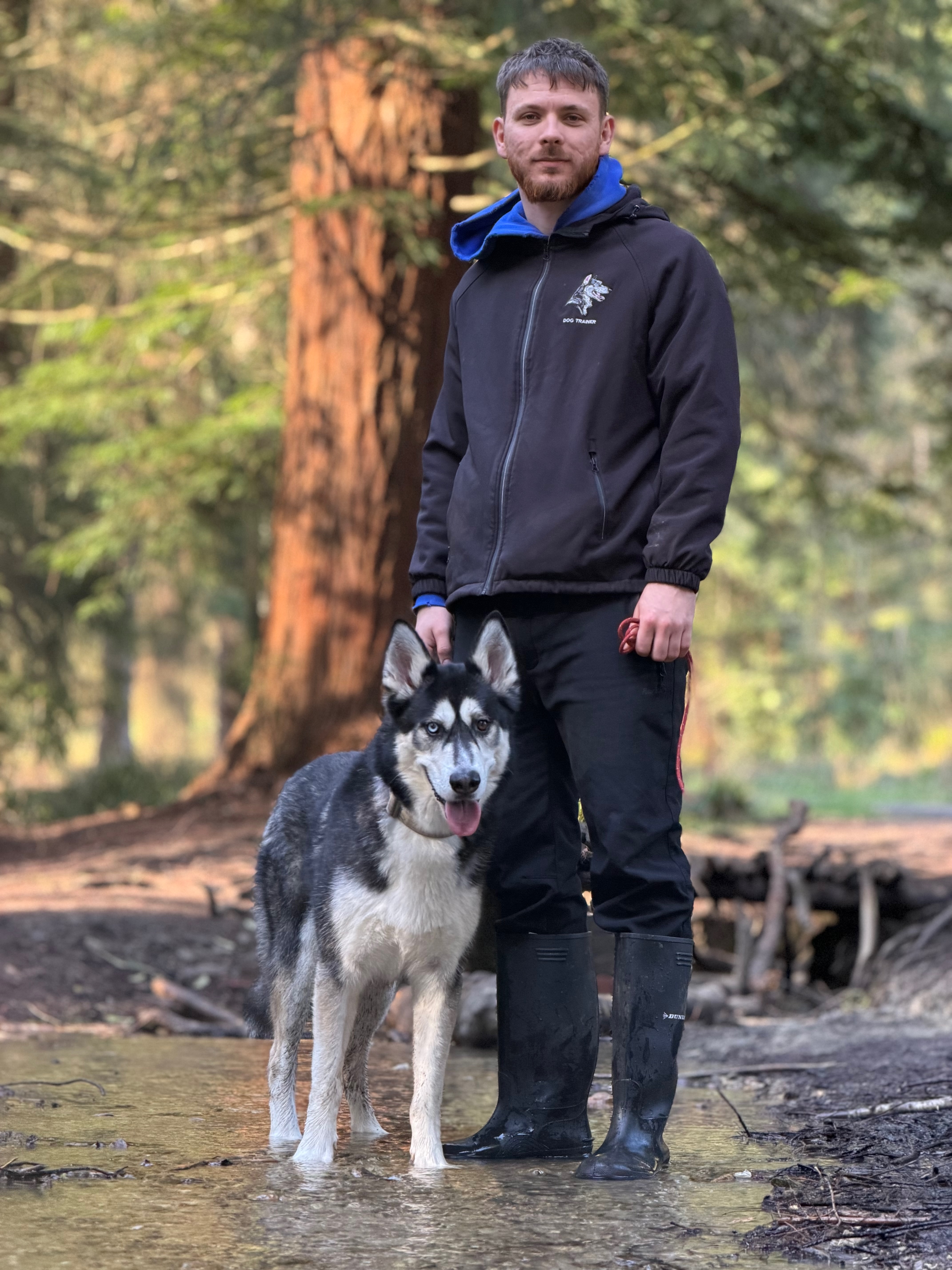 Happy dog enjoying a walk in Wiltshire countryside