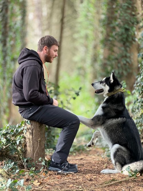 Tierny on a tree stump with a husky giving a paw