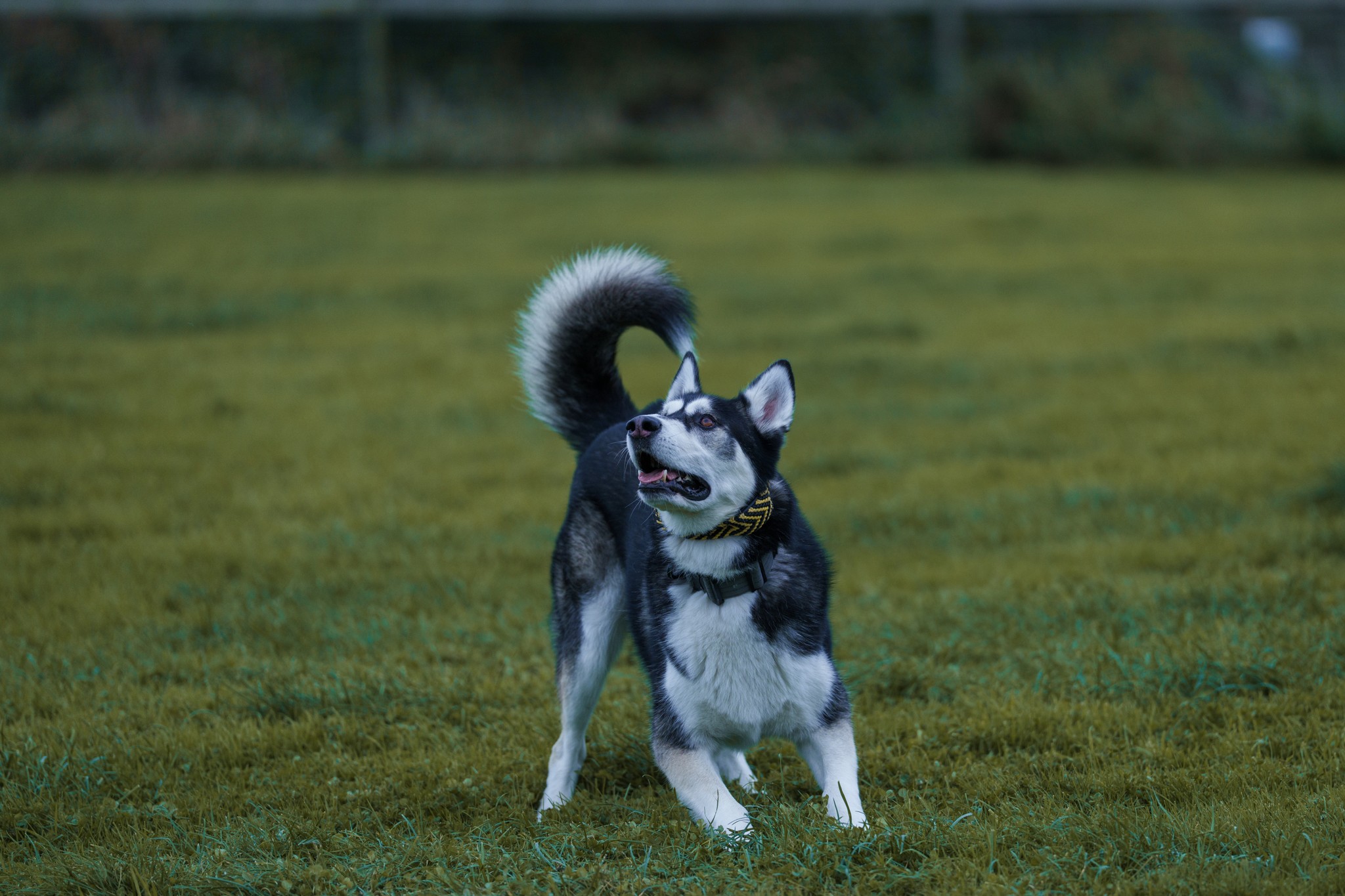 Beautiful husky dog in flowers