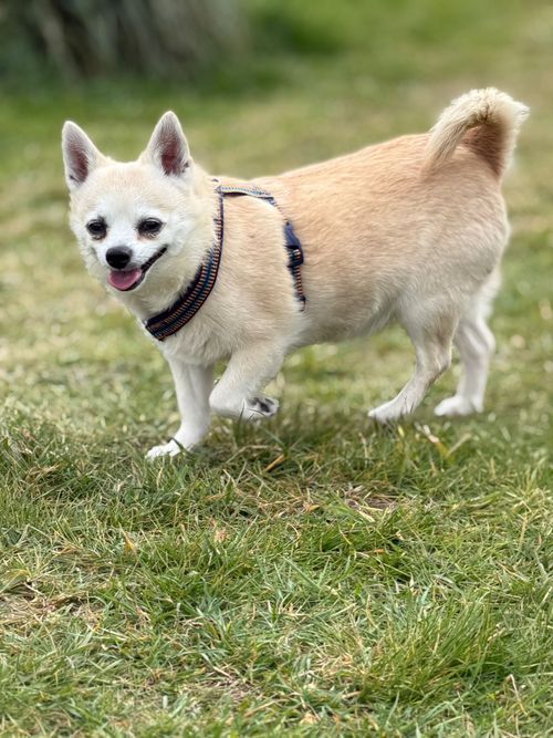 Hugo