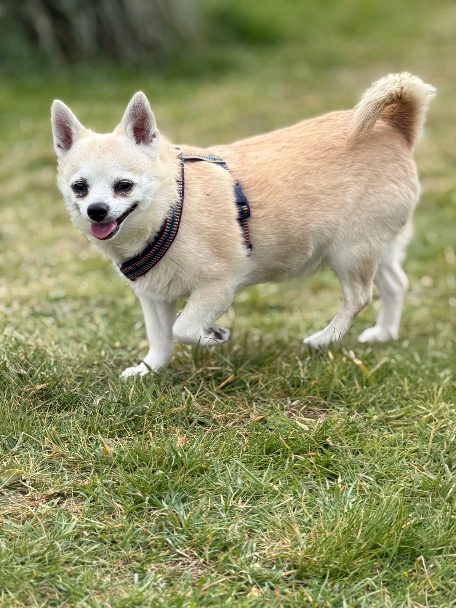Hugo