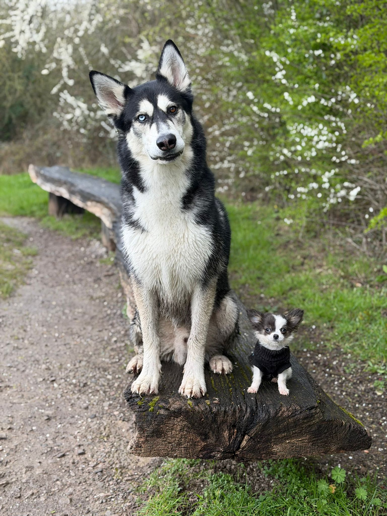 Bliz and Bing