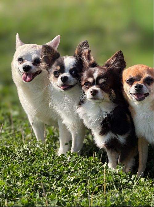 Hugo, Bing, Twinkle and Declan, out with Wagandwalks