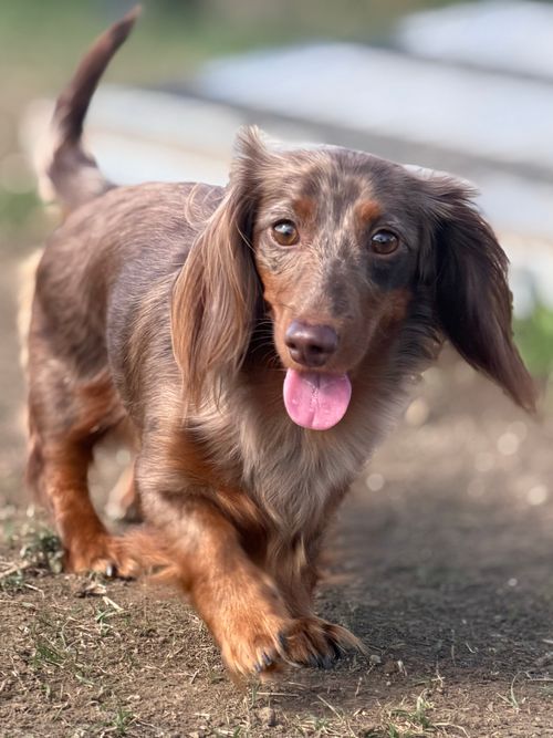Winnie, out with Wagandwalks
