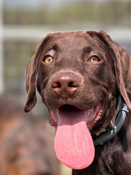 Koba, out with Wagandwalks