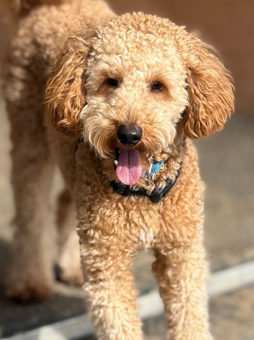 Winston, out with Wagandwalks