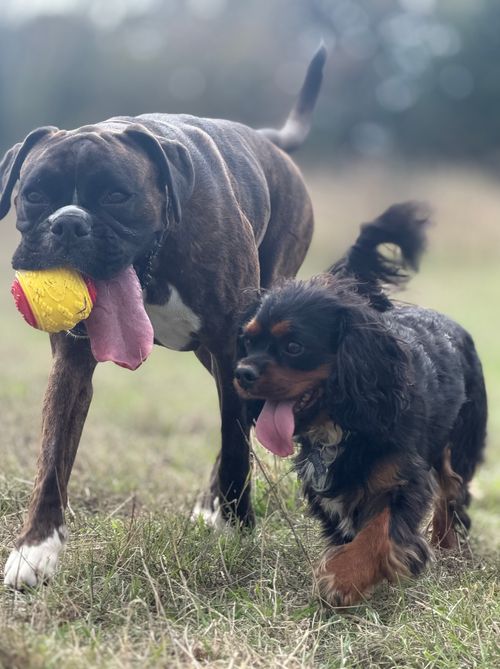 Masie and Henry, out with Wagandwalks