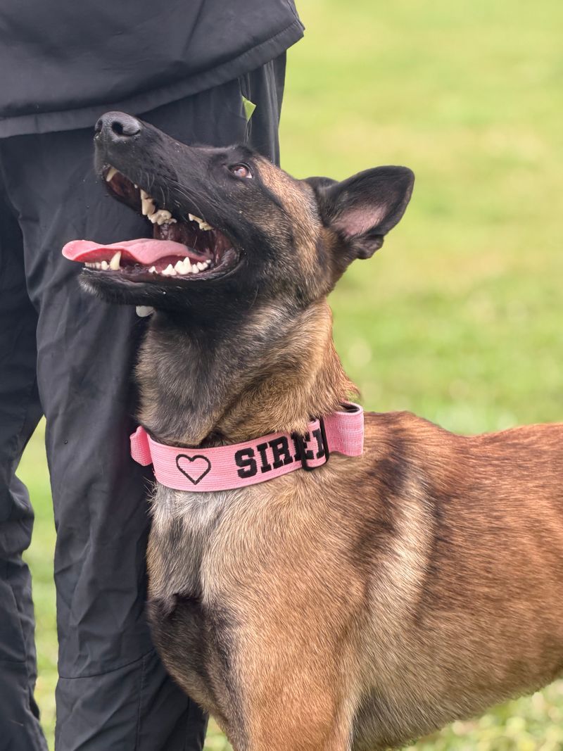 Siren, a Belgian Malinois in a pink collar, looking up at her handler