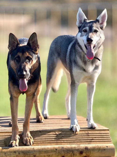 Tala and Bandit, out with Wagandwalks