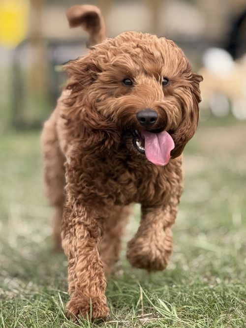 Cooper, out with Wagandwalks
