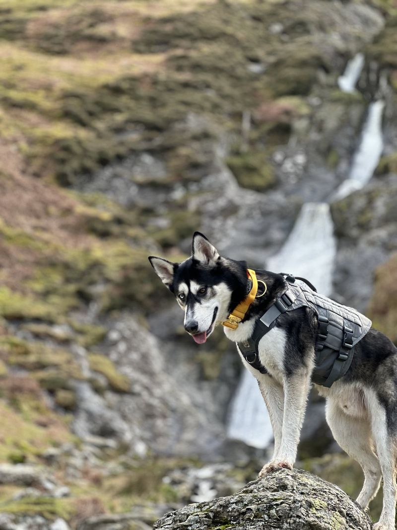 A husky off lead on a rock beside a waterfall