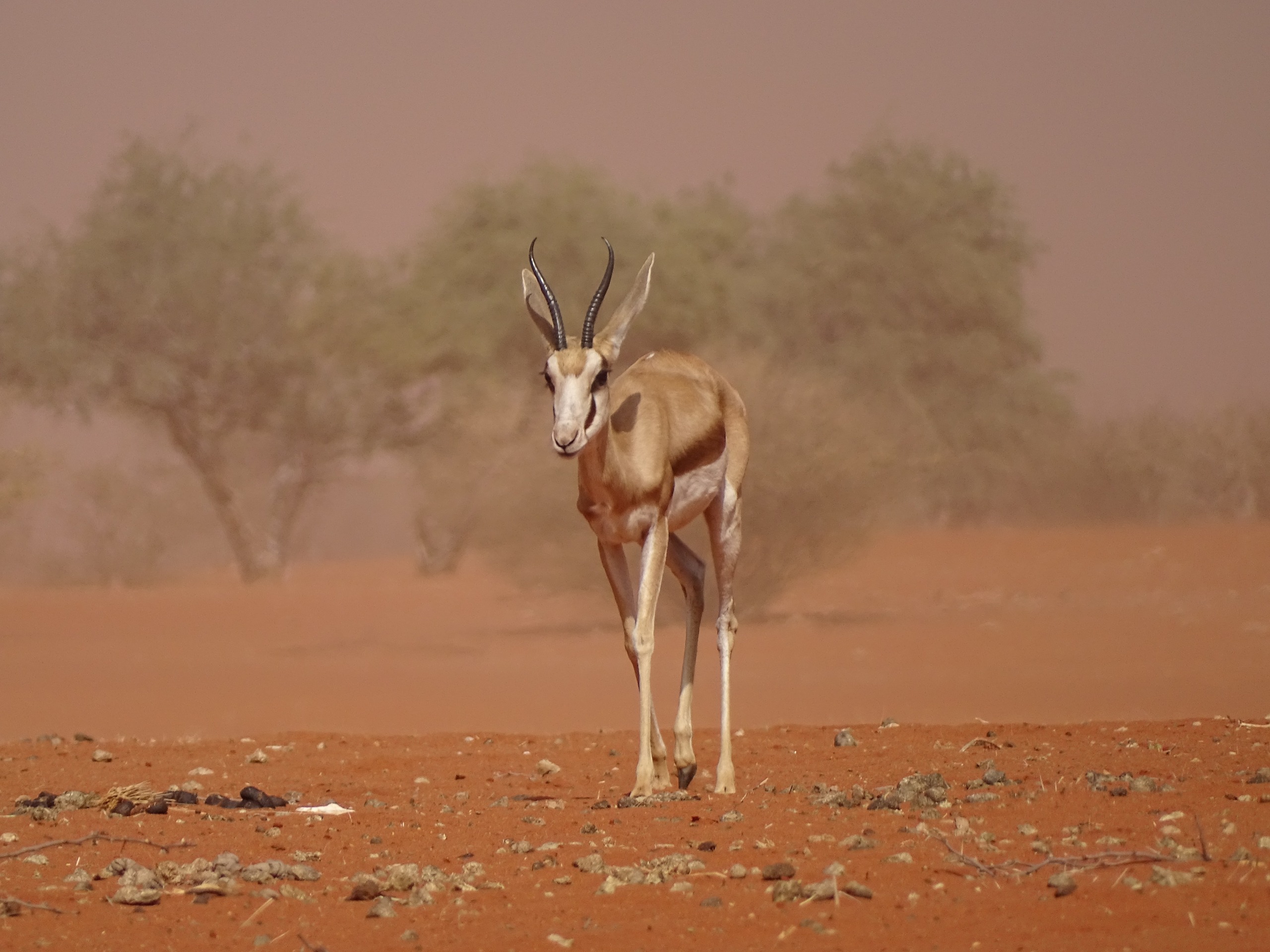 Desert landscape near ABRAJ operations