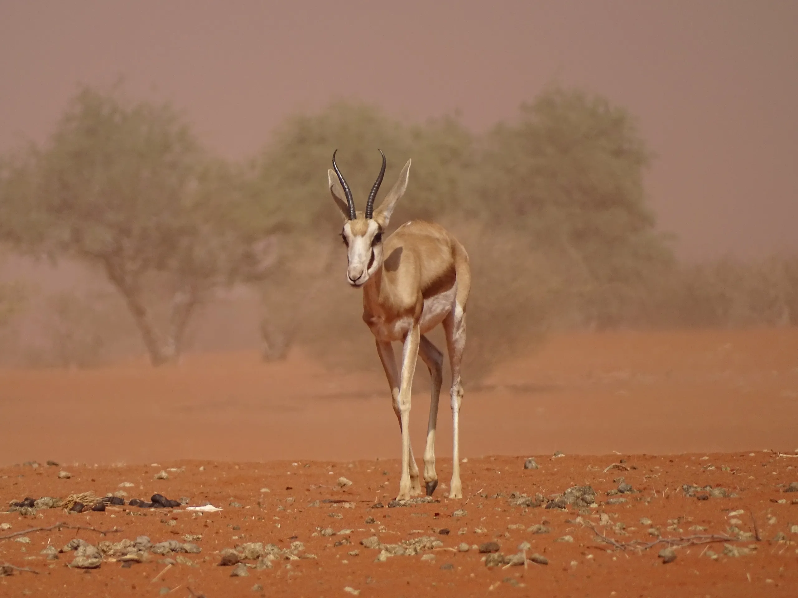 Desert landscape near ABRAJ operations
