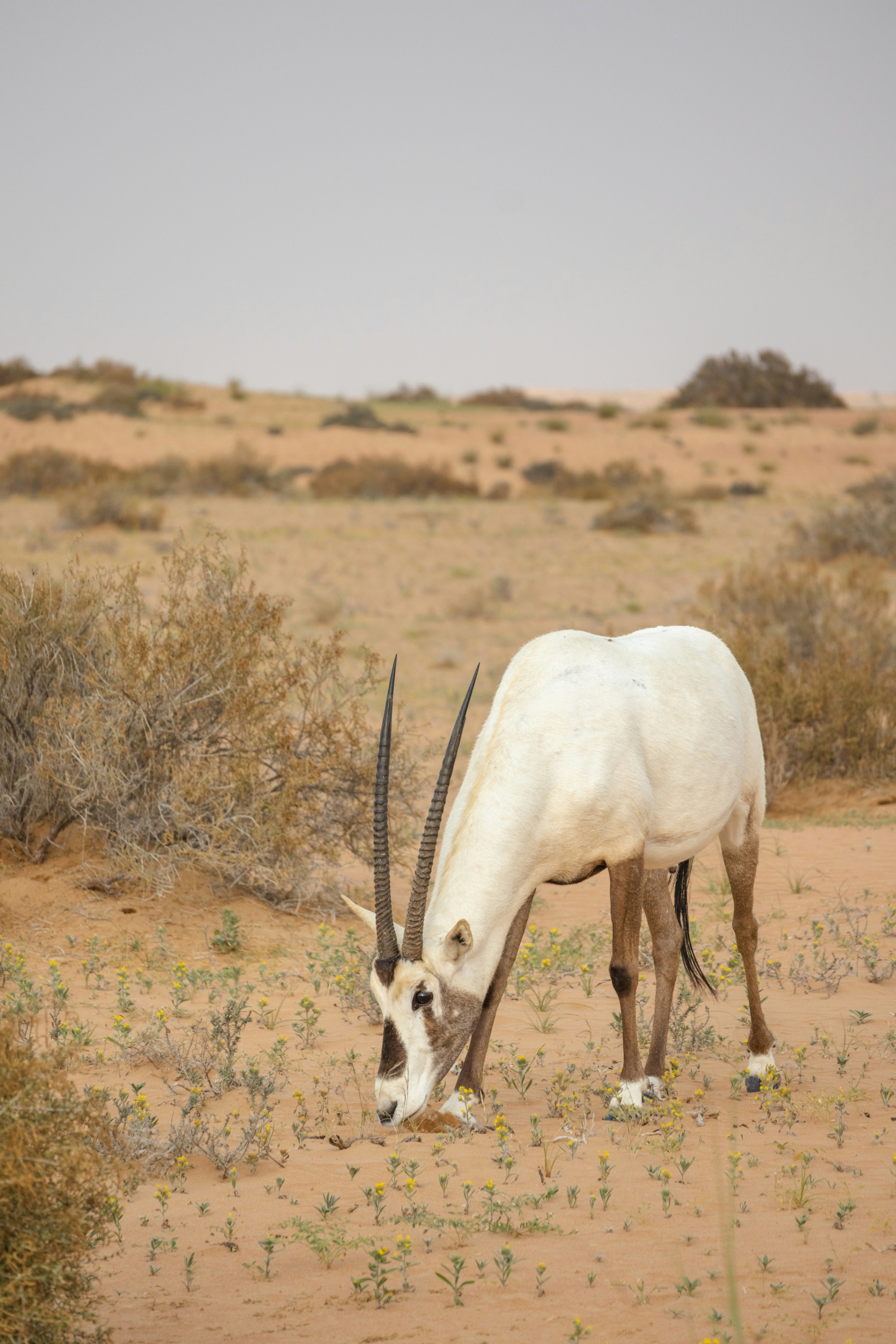 Sand Gazelle in its natural habitat
