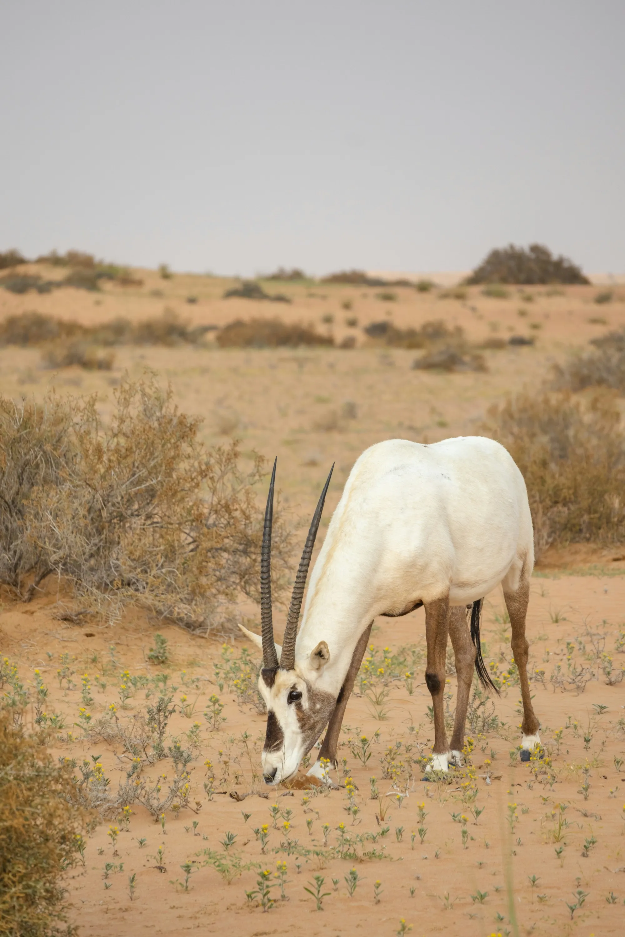 Sand Gazelle in its natural habitat