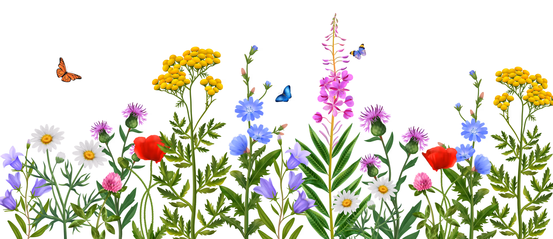 Bunte Wiesenblumen, darunter Gänseblümchen, blaue Glockenblumen, rote und pinke Blüten, mit Schmetterlingen vor schwarzem Hintergrund.