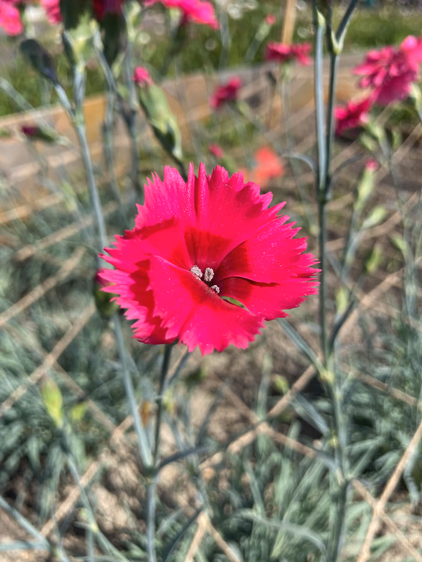 Knallrote Nelkenblüte mit gezackten Blütenblättern in einem Garten.