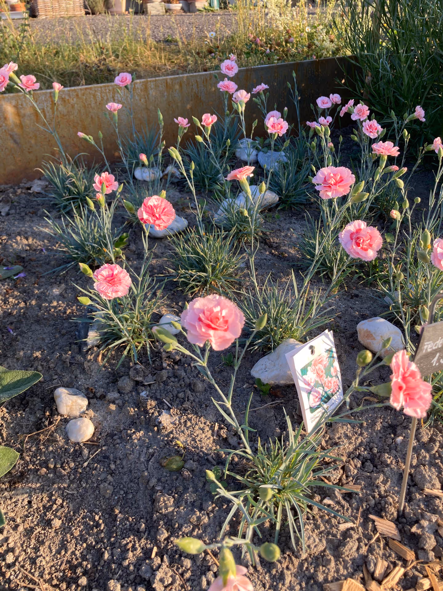 Beet mit blühenden rosa Nelkenpflanzen im Sonnenlicht mit Schildern zur Pflanzenbeschreibung.