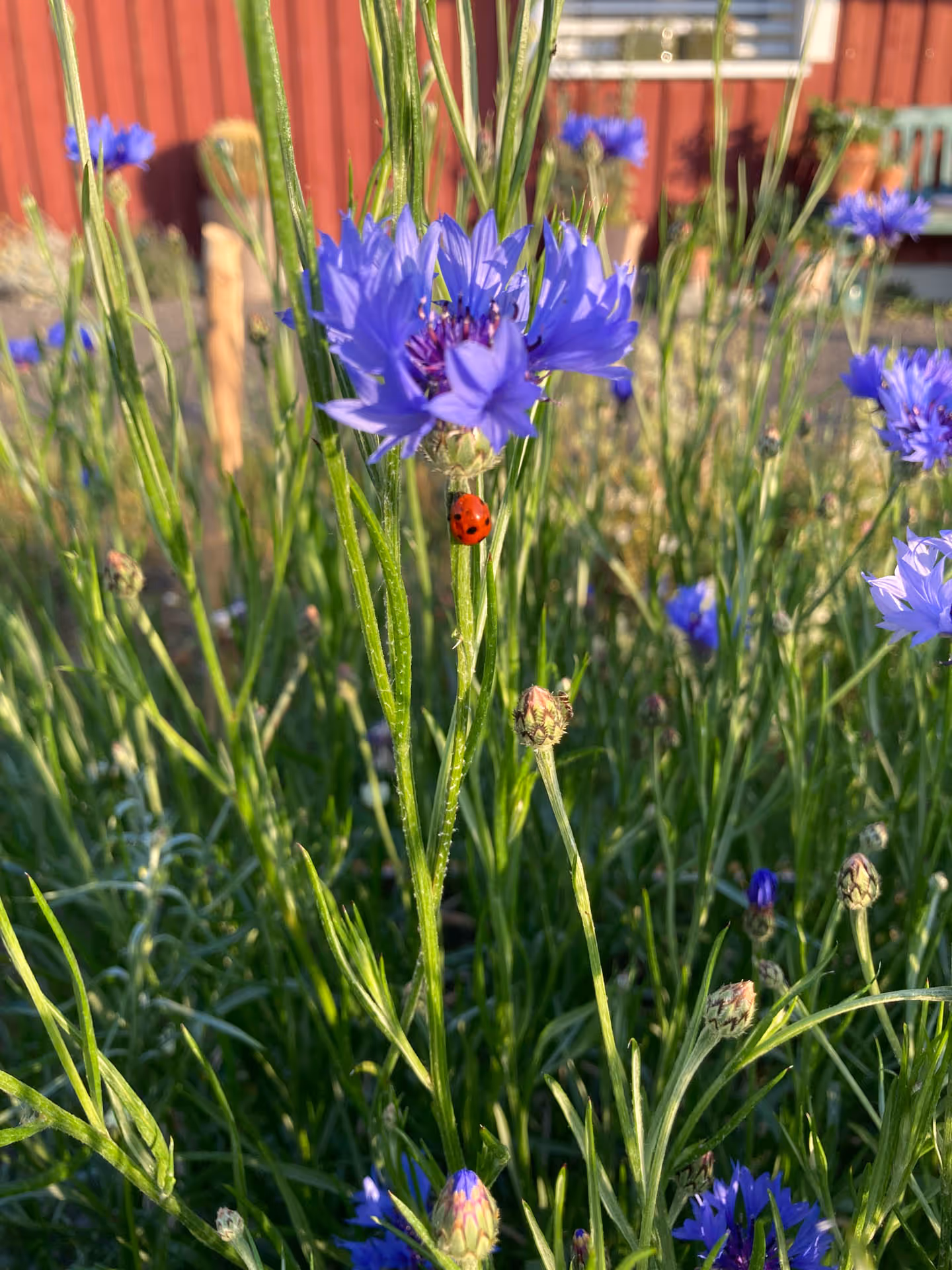 Marienkäfer auf grüner Stängel mit blauem Kornblumenblütenfeld vor roter Hauswand im Hintergrund.