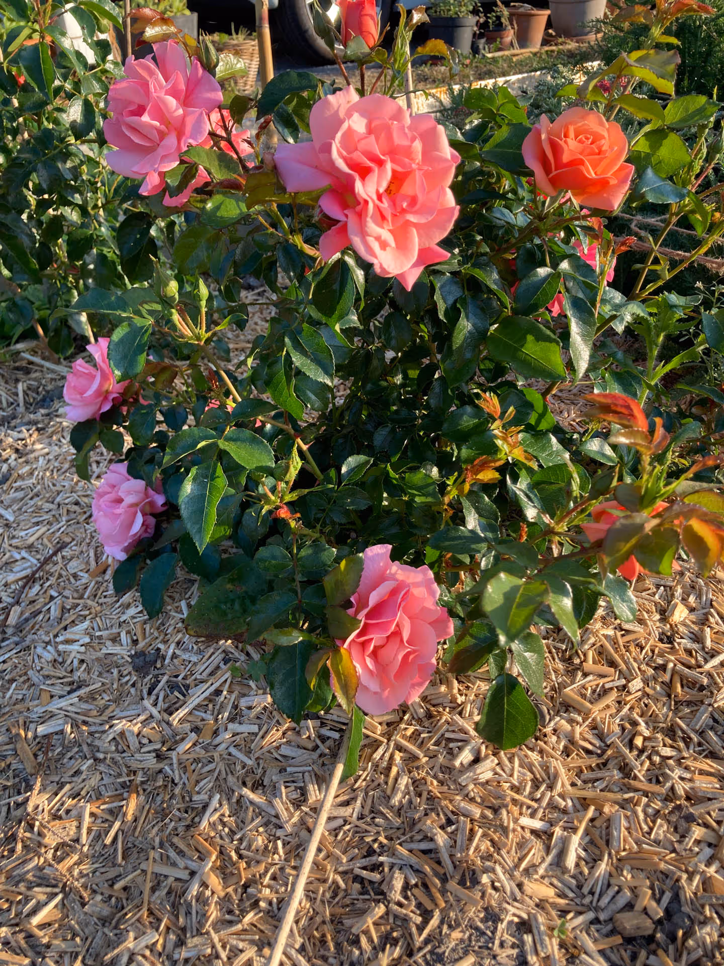 Rosenbusch mit rosa und orangefarbenen Blüten in einem Garten mit Holzmulchboden.