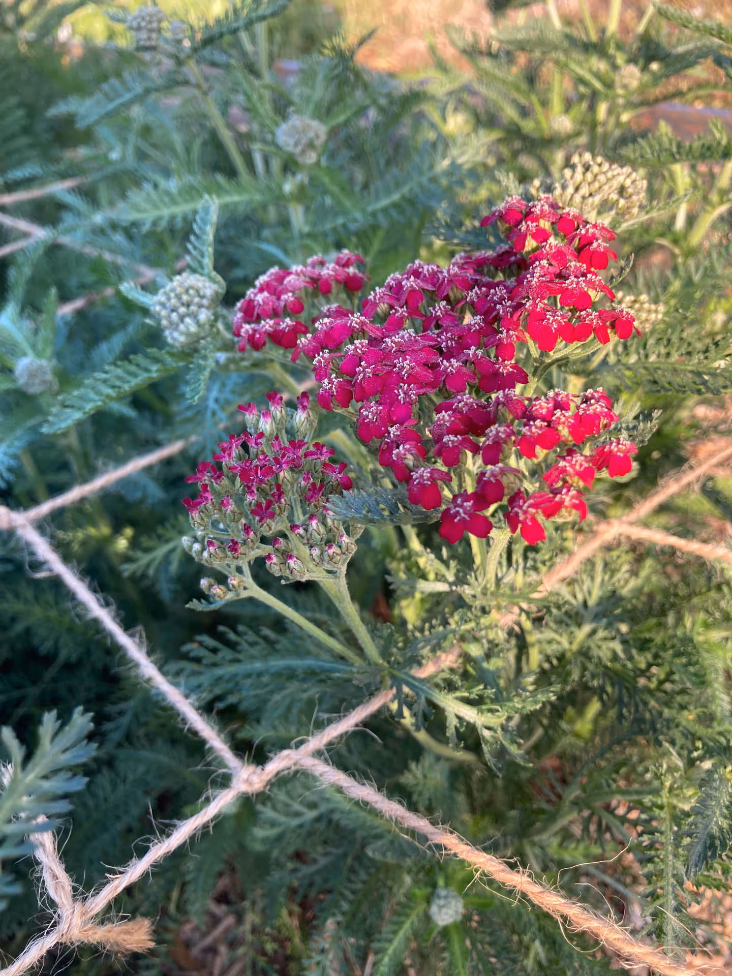 Rote Schafgarbenblüten und grüne Blätter hinter einem Juteschnurnetz im Garten.
