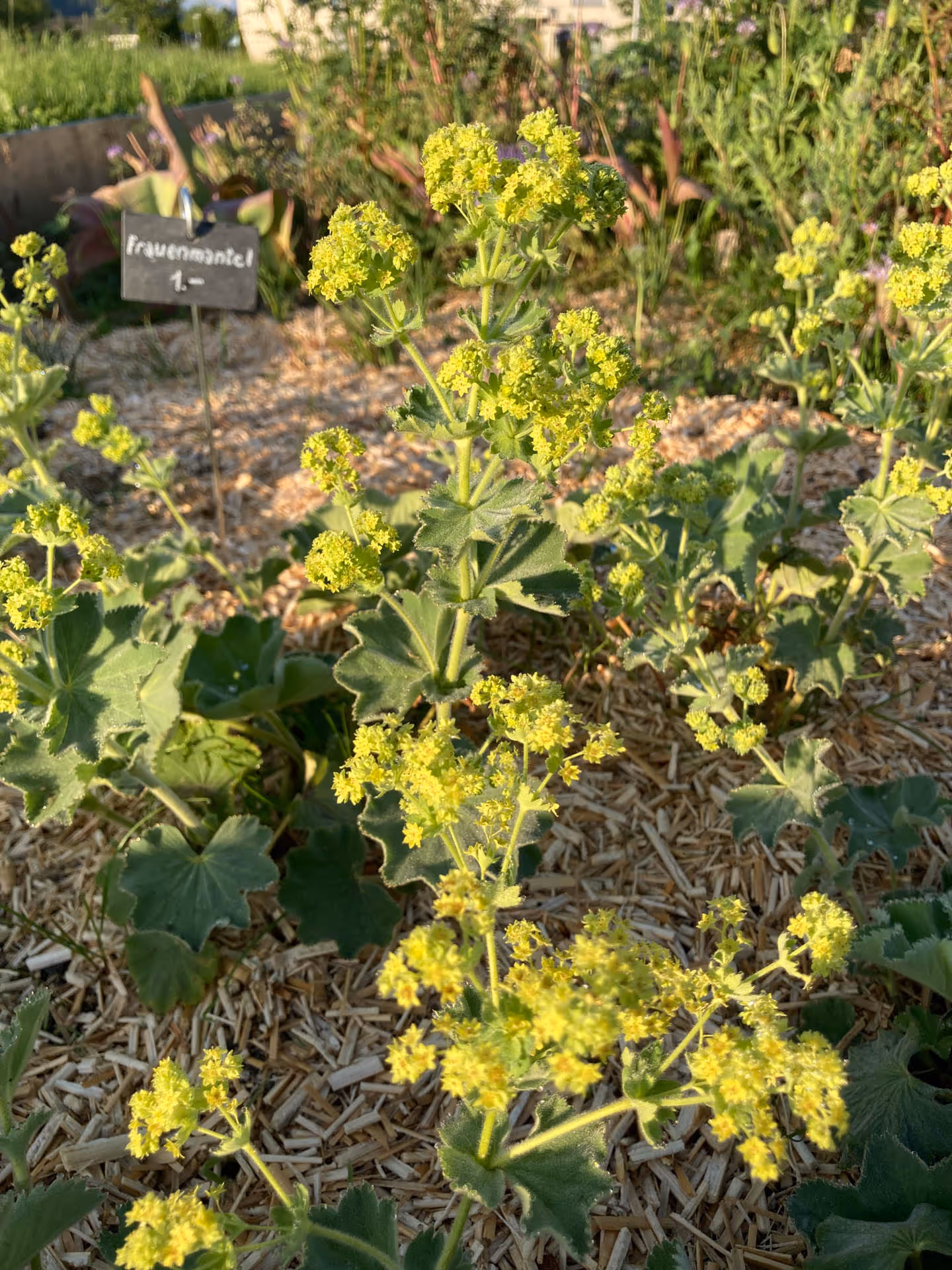 Blühende Frauenmantelpflanzen mit gelben Blüten in einem Garten mit Mulchboden.