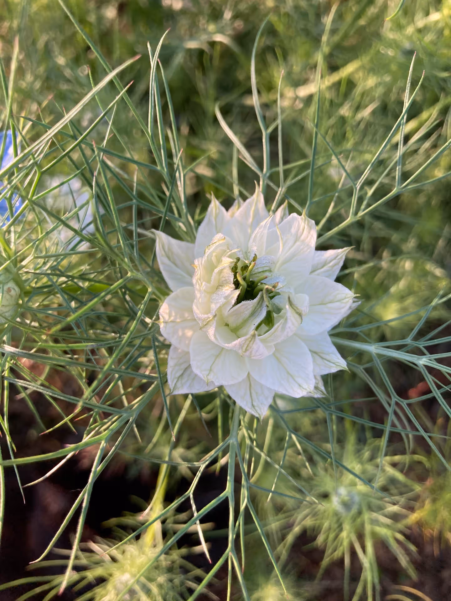 Weiße Blume mit vielen zarten Blütenblättern umgeben von feinen grünen Blattnadeln.