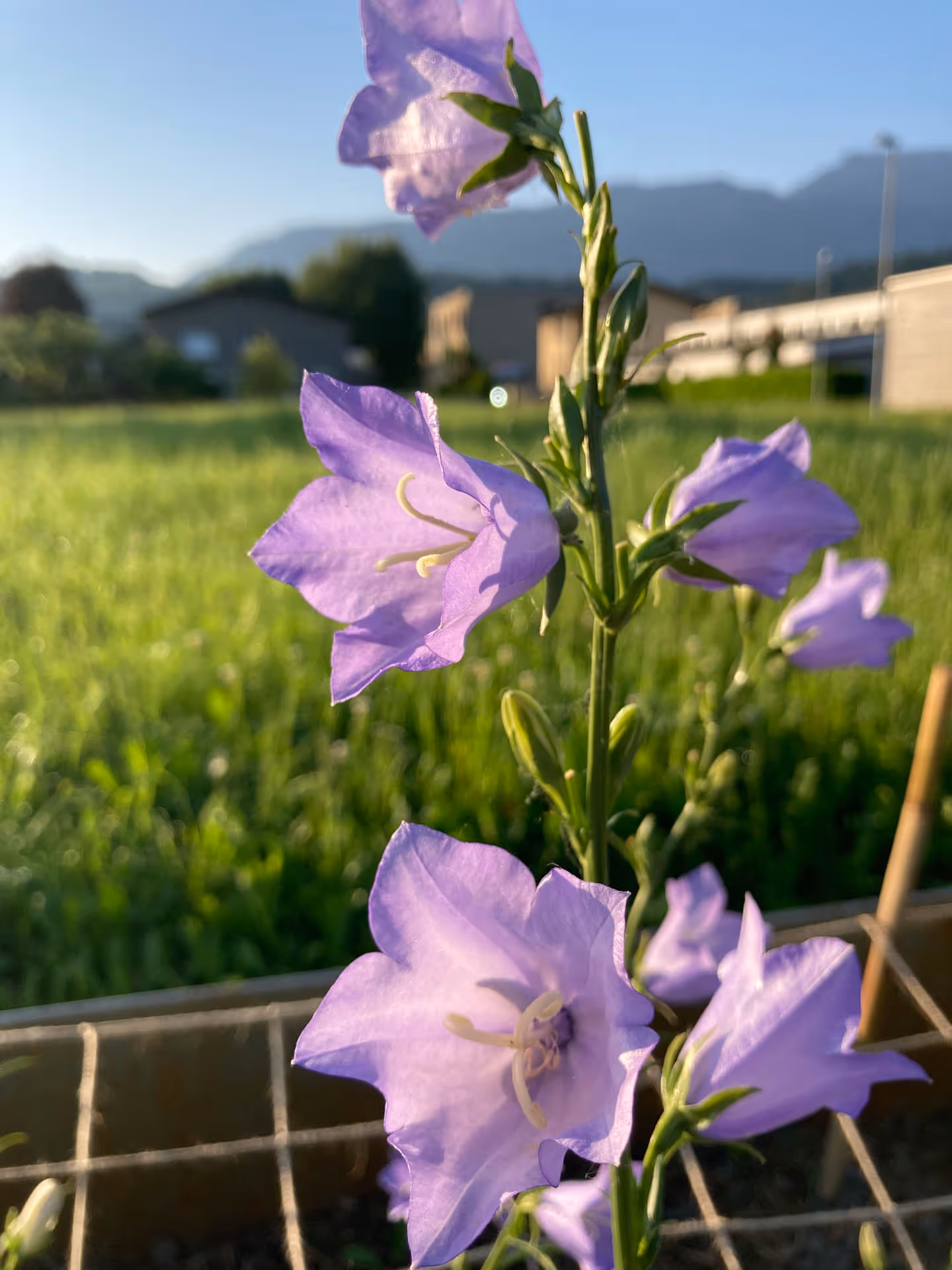 Lila Glockenblumen blühen im Sonnenlicht, mit grüner Wiese und Bergen im Hintergrund.