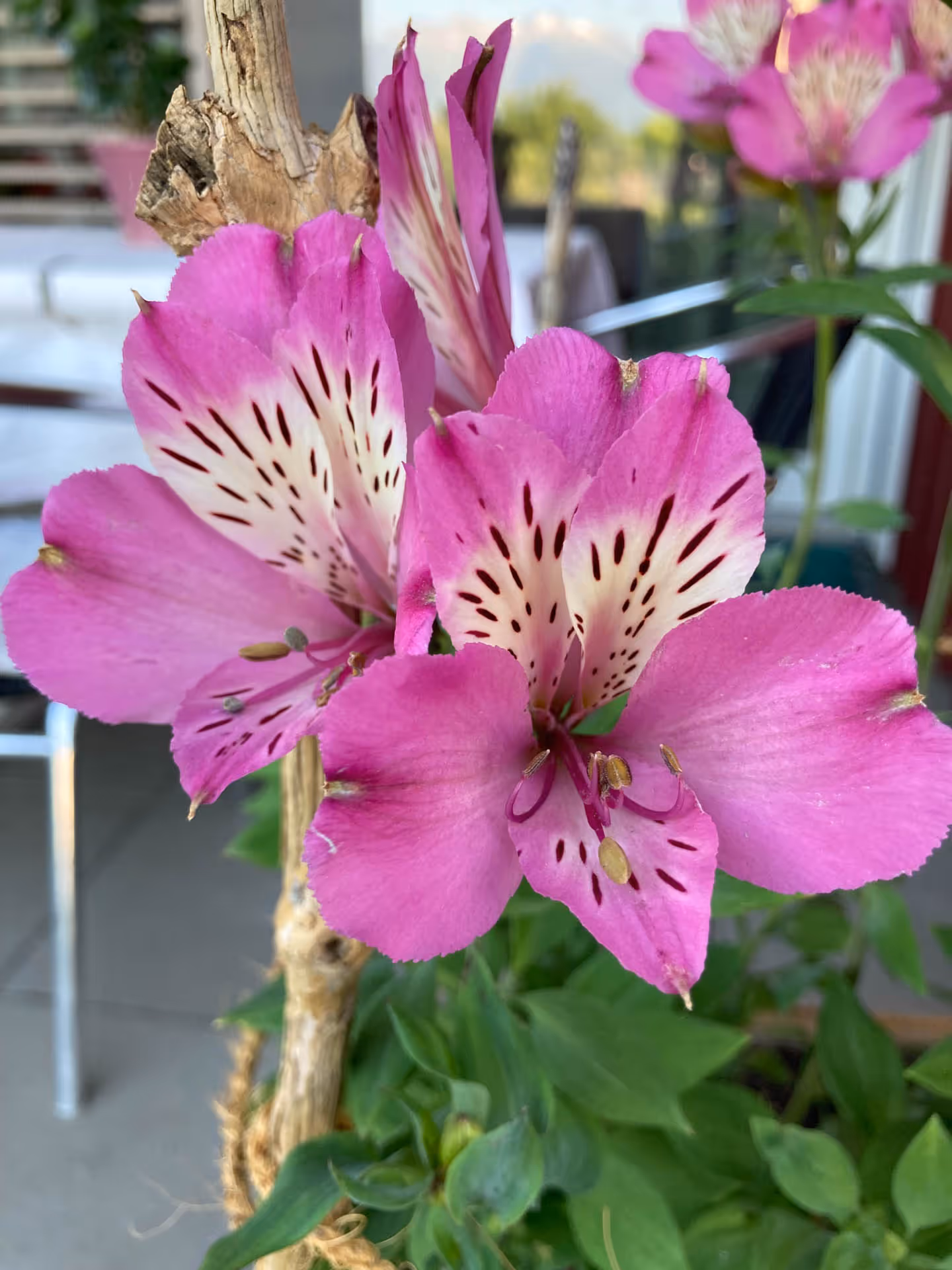 Nahaufnahme von pinken Blüten mit weißen und dunkelvioletten Flecken und grünen Blättern im Hintergrund.
