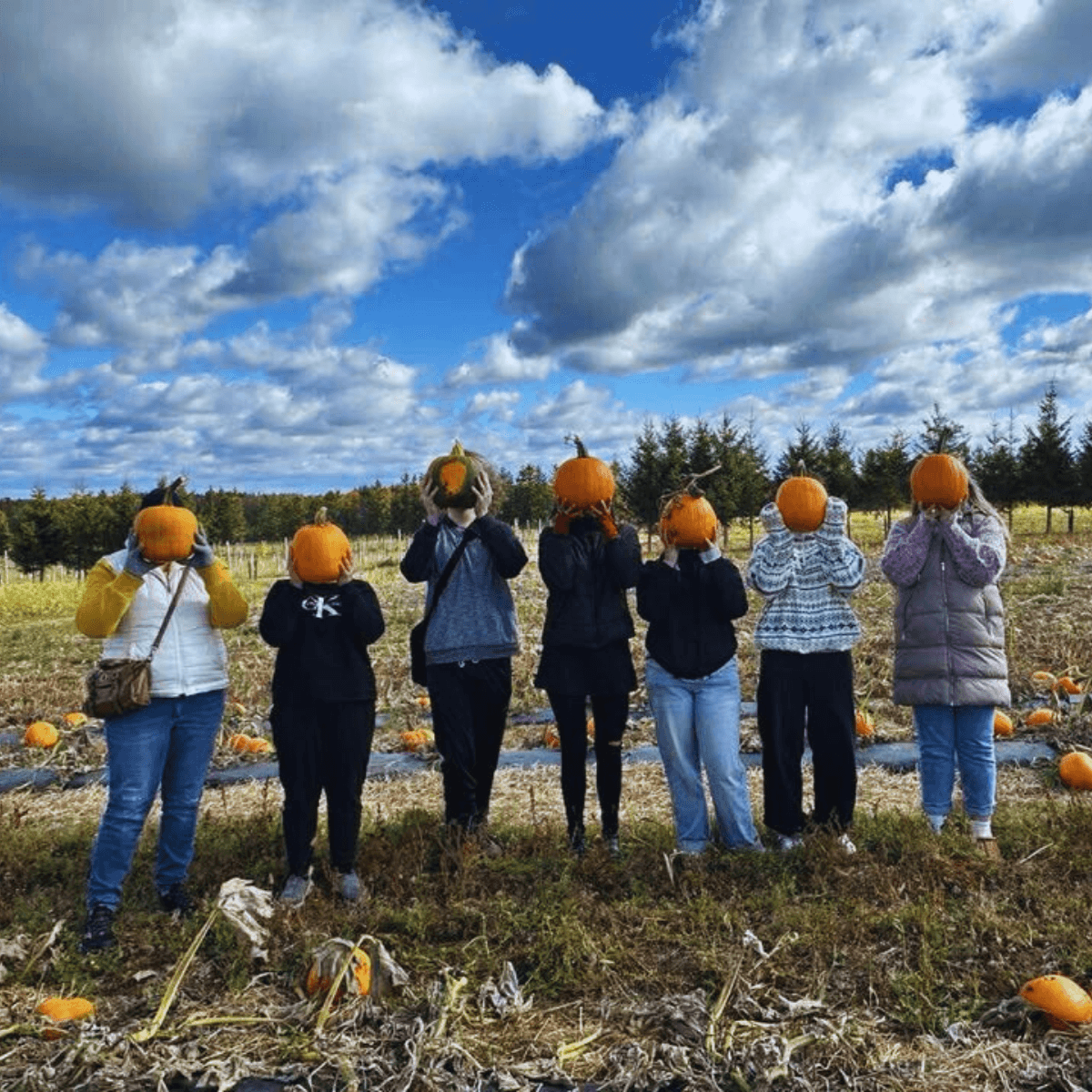 Groupe têtes de citrouilles