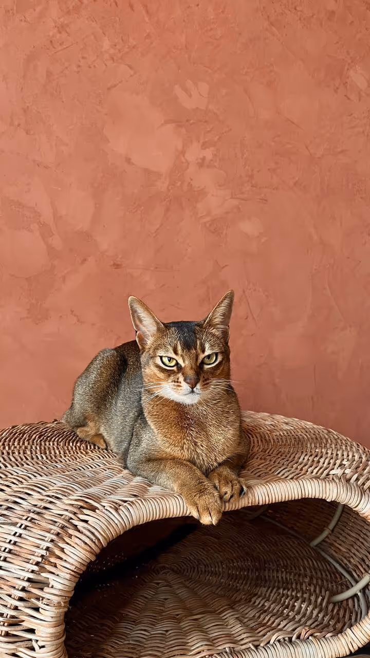 nakładanie Marmorinus — ekipa ZUBRA COLORS