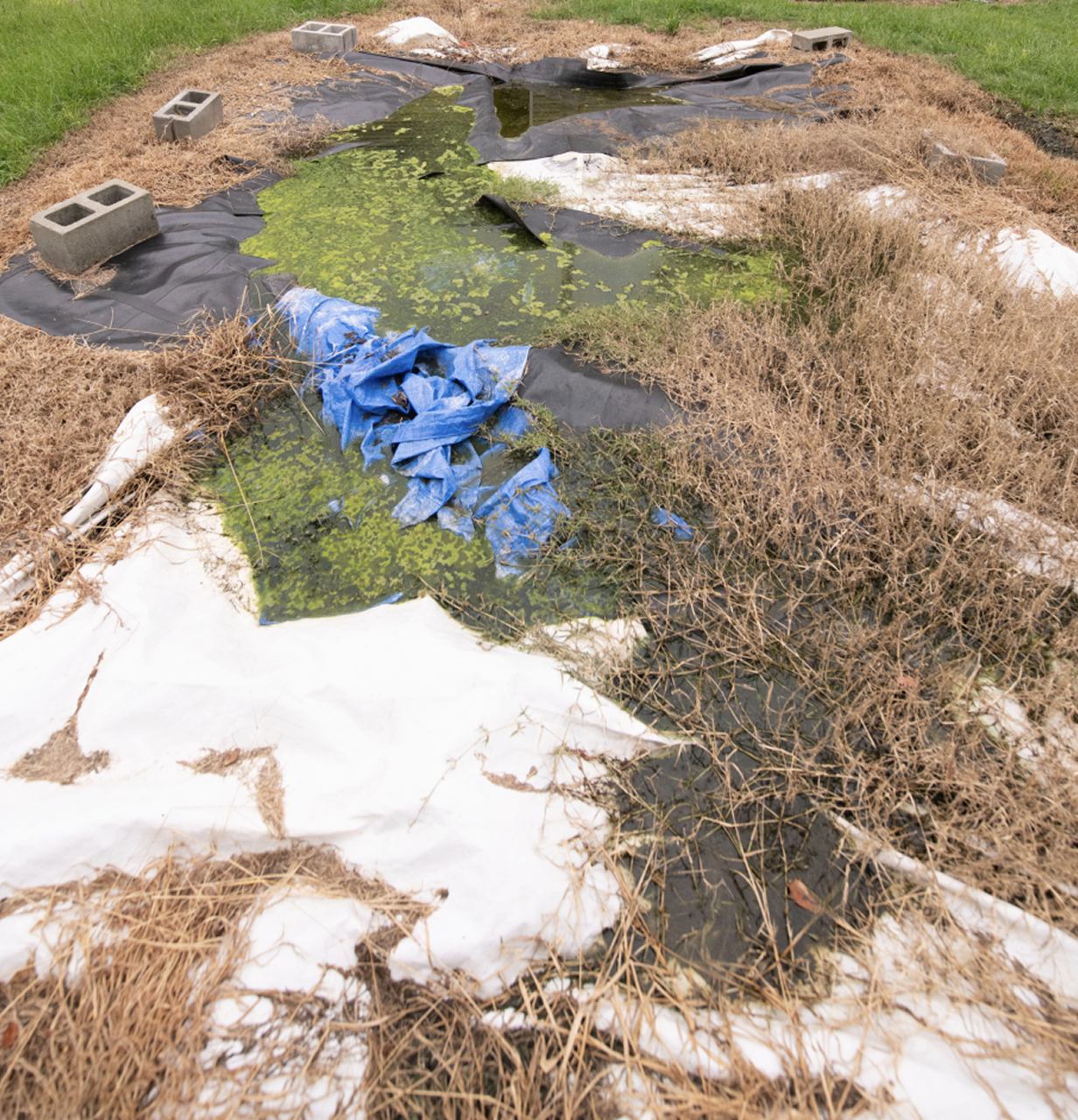 A failing rural wastewater system with stagnant water heavily covered in bright green algae, surrounded by damaged plastic liners and concrete blocks.
