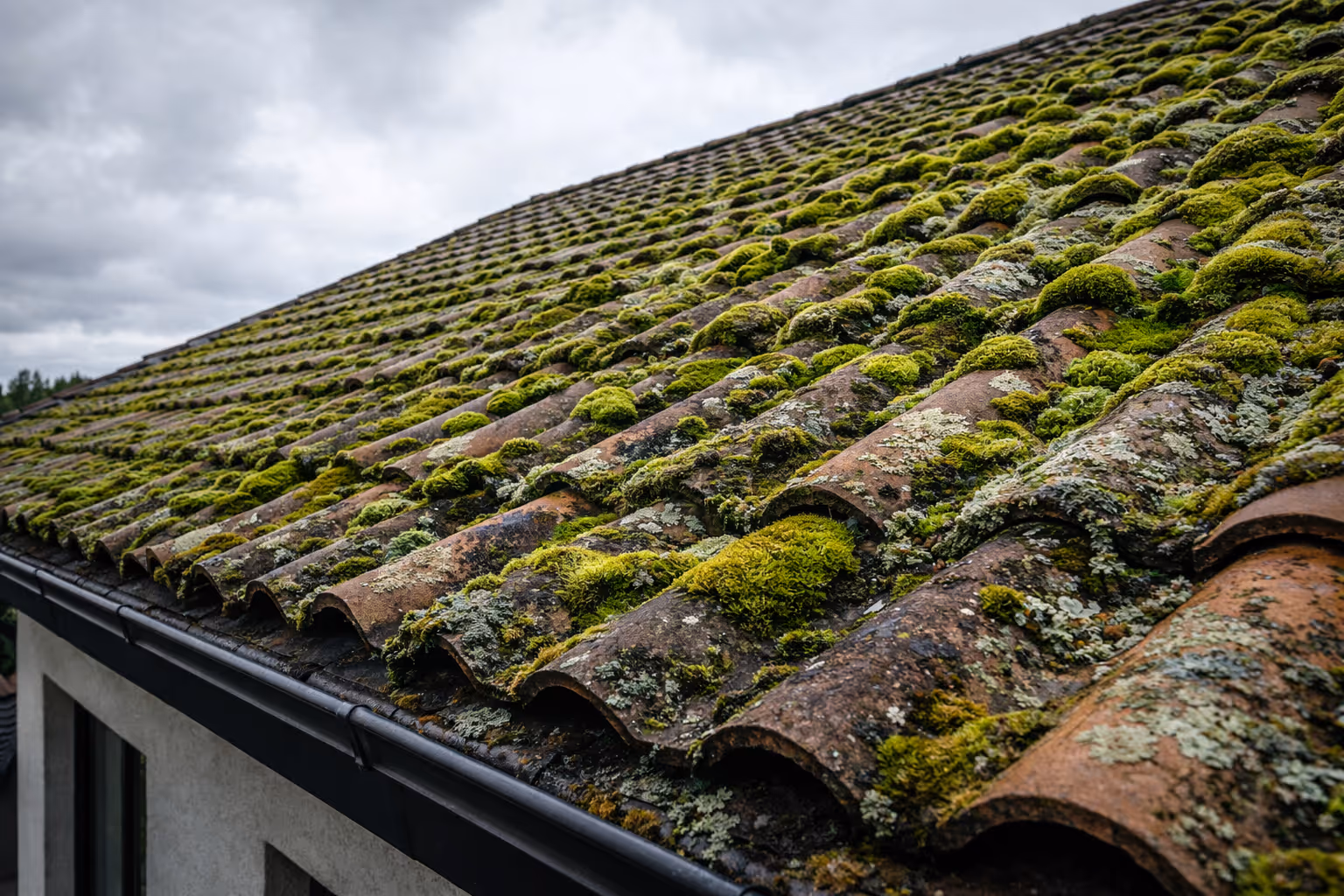 Toit en tuiles recouvertes de mousse verte poussant abondamment sur toute la surface.