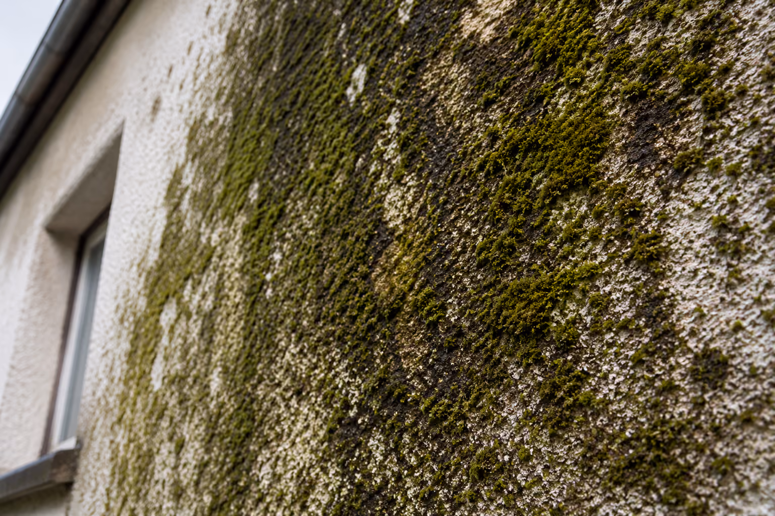 Mousses et traces vertes sur une façade extérieure