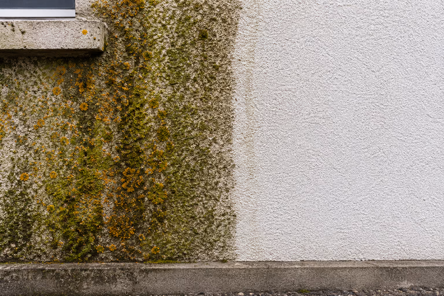 Mousses présentes sur une façade avant démoussage