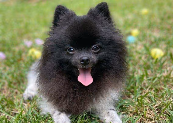 A fluffy black and white dog with his tongue sticking out laying in a grassy field.