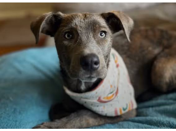 A brown dog with amber eyes and big ears wearing a bandana with rainbows on it.