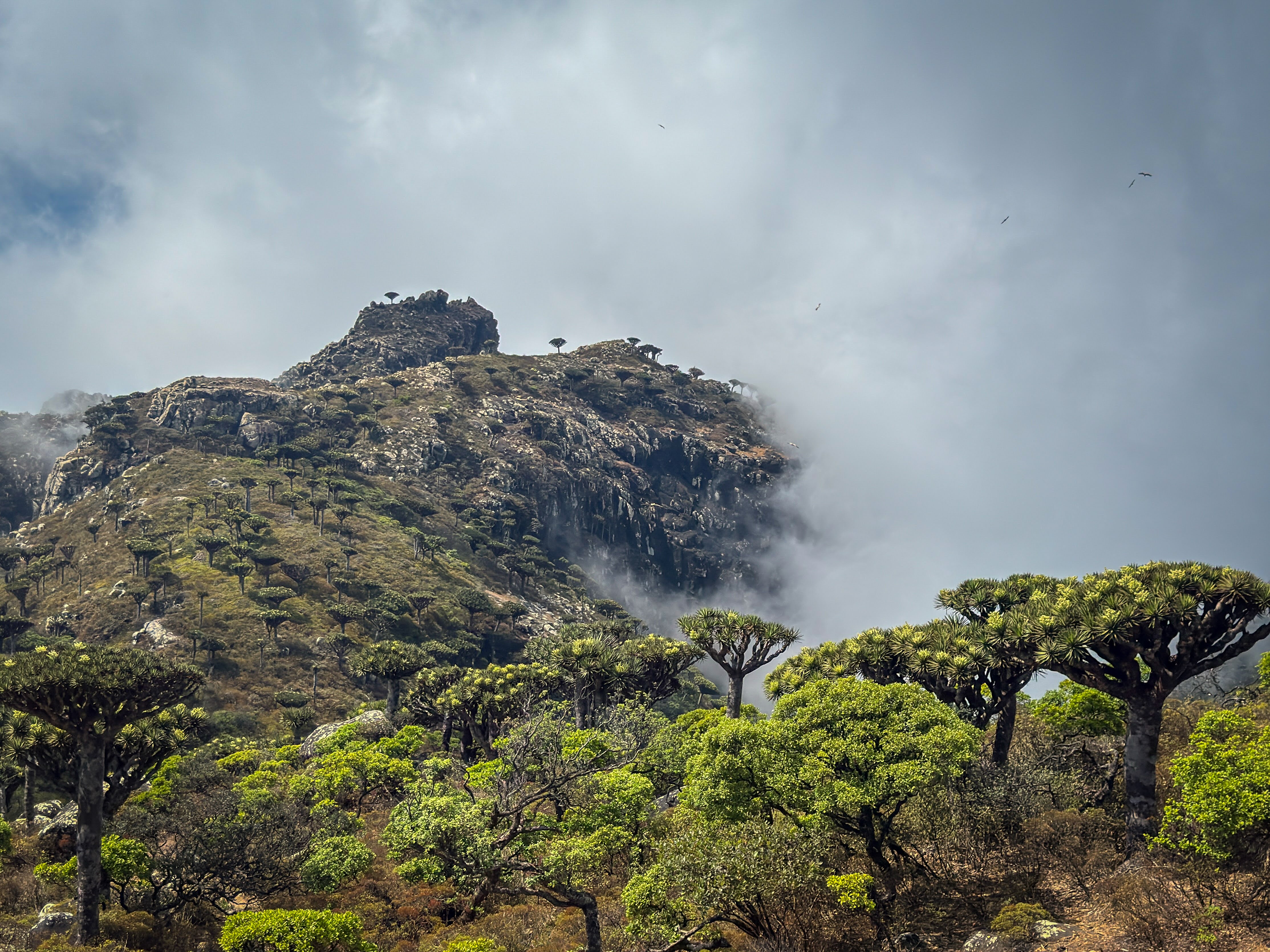 Mountain landscape with rocky peaks and dragon blood trees under a cloudy sky.