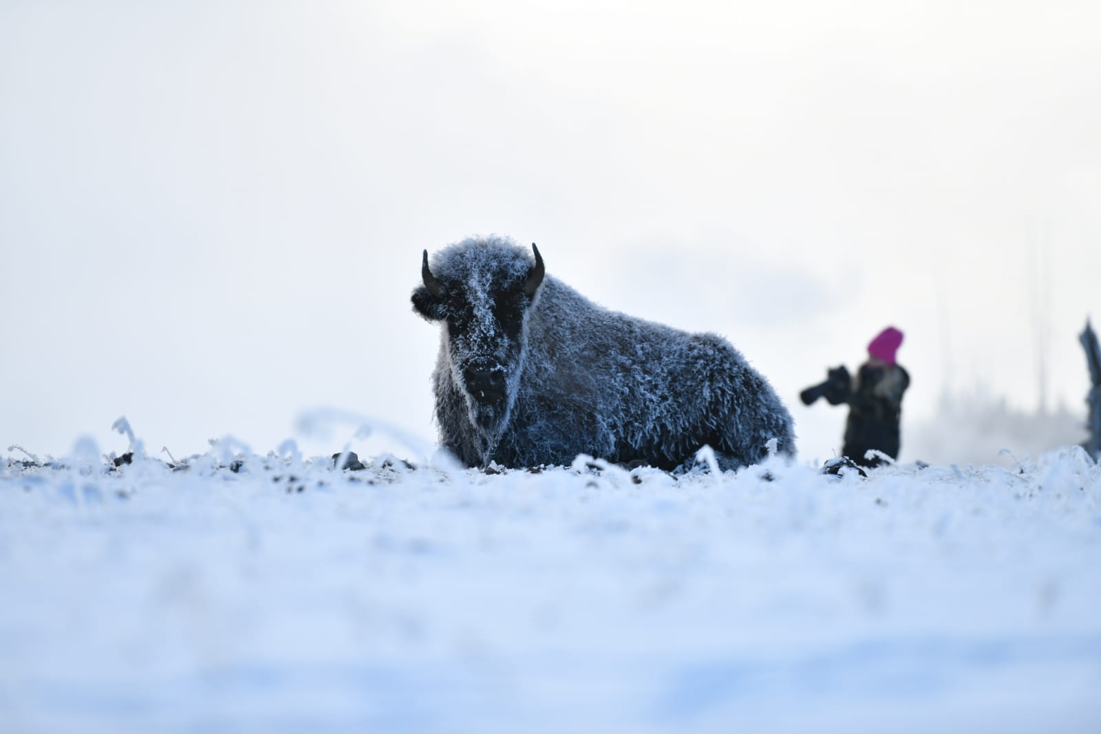 A frosted bison resting on snow-covered ground with a person in a pink hat photographing in the background.