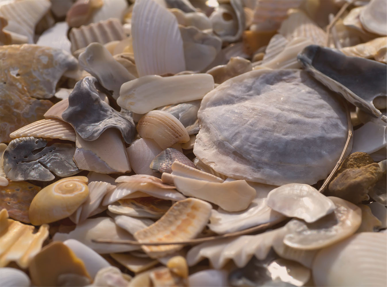 A pile of sea shells, one of the natural materials which can be engineered to make sustainable ceramics. 