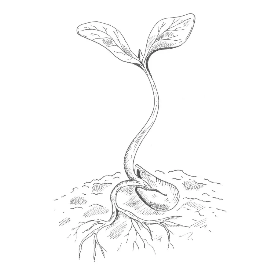 Detailed black and white sketch of a young sprout seedling with two leaves, roots, and soil.
