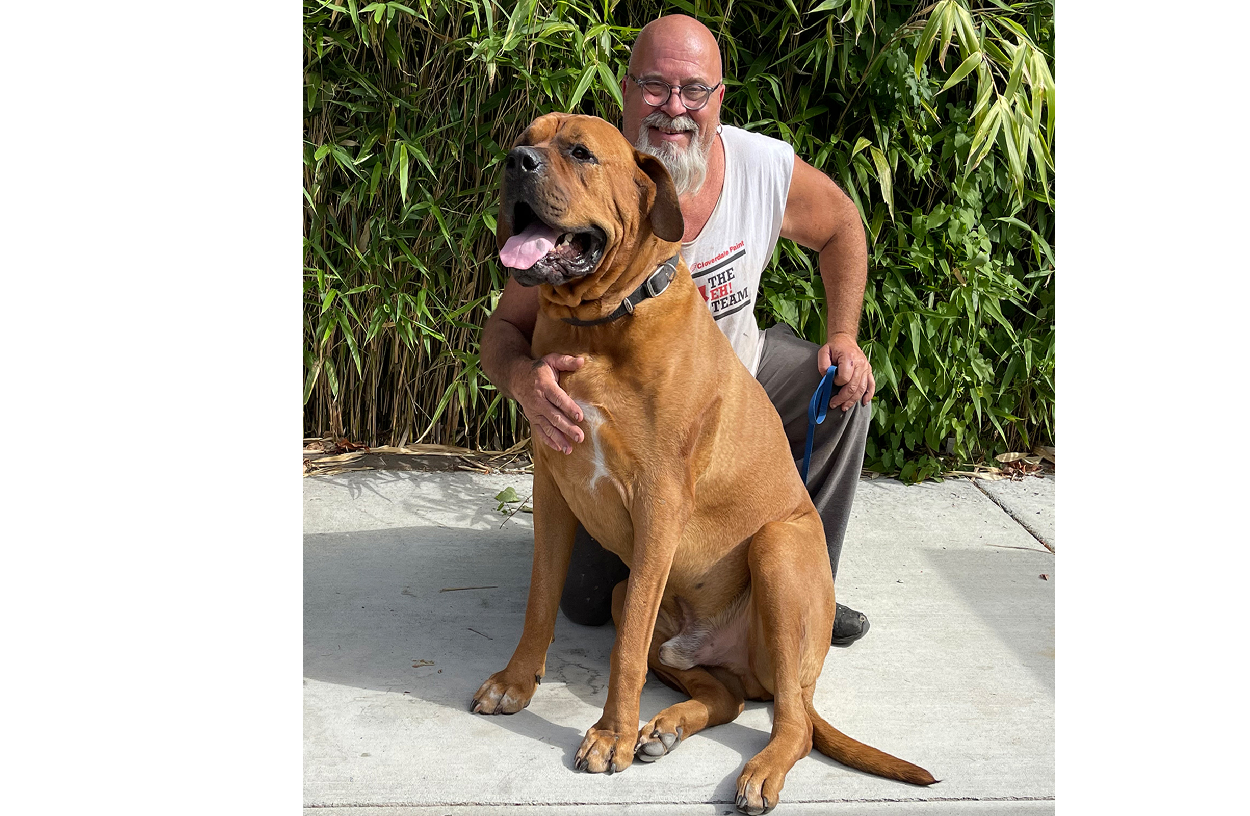  Norman the mastiff, a giant-breed dog, sits with his owner