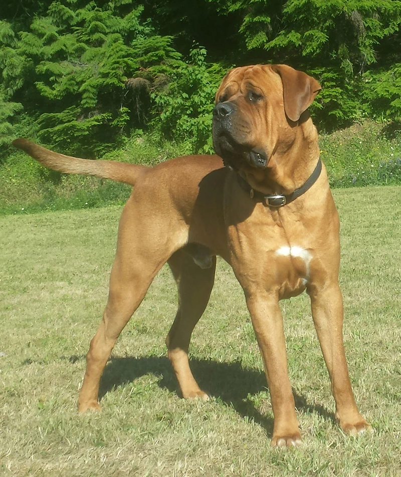 Arthrex Vet orthopedics helps Otis recover from CCL tear